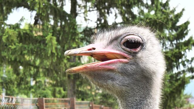 Ostrich (Struthio camelus) Head close-up