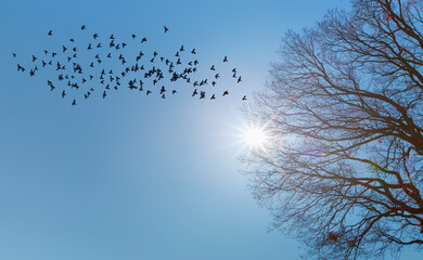 Flock of pigeons leaving a silhouette of tree