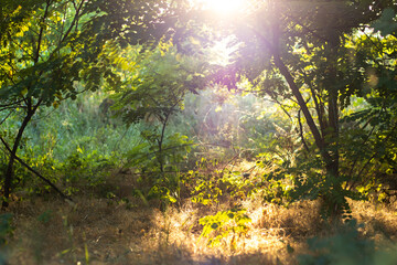 Obraz premium A glade in the forest overgrown with grass and flowers with a spot of bright sunlight on the background of trees. With a blurred background.