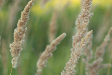 Wild cereals in sunlight. Close-up with a blurred background.