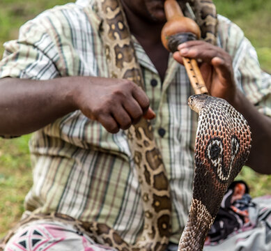 mystical indian fakir King Cobra Snake