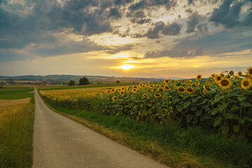 vue éloignée d'un champ de tournesols au coucher du soleil jaune-orange et des gros nuages...