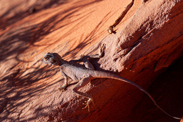 Close up image of a Pseudotrapelus sinaitus (Sinai Agama Lizard) basking on a rock in Wadi Rum desert, Jordan. This male is in its natural brown color until the mating season where it gets blue.