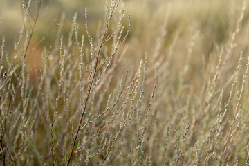 Fototapeta premium Close-up grain crop in bright sunlight.