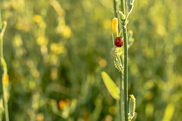 A red ladybug crawls along the green stem of the flower. With a blurred background.