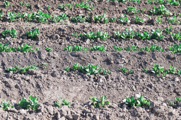 seedlings of young potatoes in the field