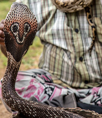 Snake charmer Indian fakir King Cobra Snake in basket