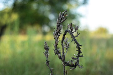 A whimsically curved lonely dried plant among the green grass. Close-up with blurred background.