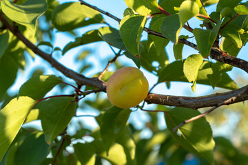 Ripe apricot hanging on a tree branch with green leaves in the light of sunlight. Close-up with blurred background.