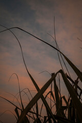 sunset evening with grass in the sky 