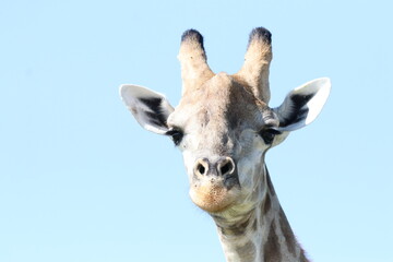 Wild African Giraffes by the Chobe River in Botswana