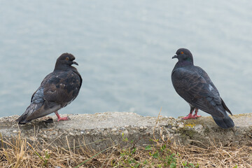 Two Pigeons Standing at the Edge of the Lake and Mirroring each Other
