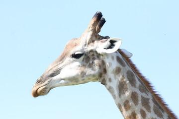 Wild African Giraffes by the Chobe River in Botswana