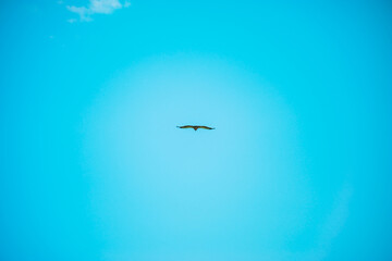 airplane in the sky