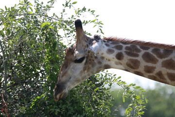 Naklejka na ściany i meble Wild African Giraffes by the Chobe River in Botswana