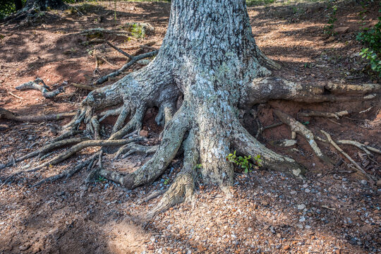 Tree trunk with exposed roots