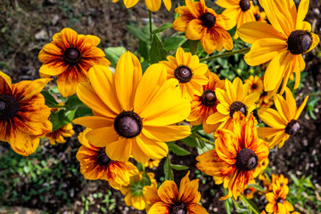 parterre de black-eyed Susan