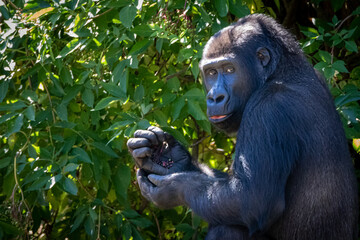 a portrait of a gorilla eating berries