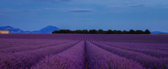 Naklejka na ściany i meble Valensole, Provence/France - Jul 14th 2020: blue hour in Valensole plateau with lavender field in foreground