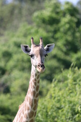 Wild African Giraffes by the Chobe River in Botswana