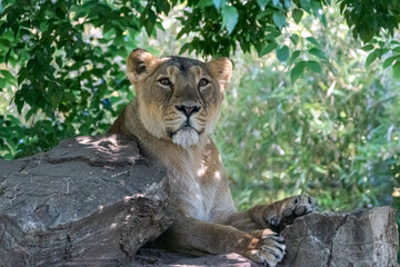 Fototapeta na wymiar a lioness sitting on a rock