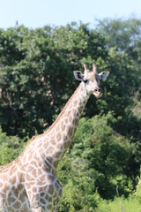 Wild African Giraffes by the Chobe River in Botswana