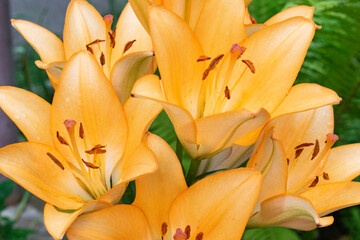 Yellow lilies in the garden close-up, beautiful flower background