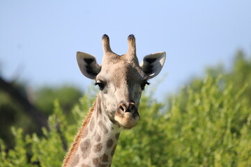 Wild African Giraffes by the Chobe River in Botswana