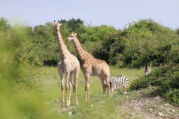 Wild African Giraffes by the Chobe River in Botswana