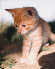 A small red kitten with big blue eyes. A kitten walks on the grass in the Park. Kitten in nature. Baby, boy cat.