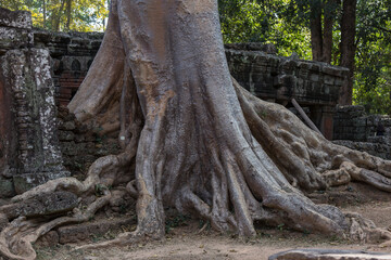 Ta Prohm, Angkor Wat, Cambodia, trees engulfing the temple structures with roots
