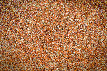 Master seeds (Grains) 