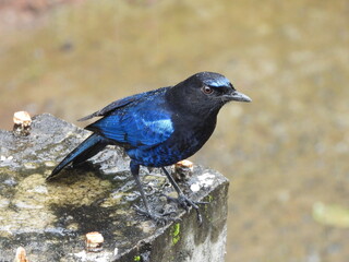 bird on the compound (Malabar whistling thrush)  