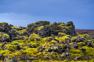 Green moss growing on volcanic rocks in Snaefellsnes peninsula Western Iceland on overcast day in early October 2020.
