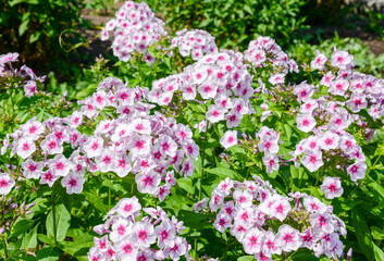 pink and white phlox flowers in garden