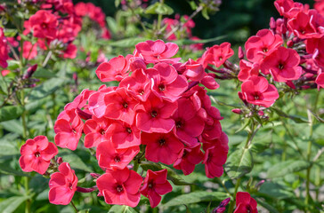 red phlox flowers in the garden
