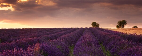 Puimoisson, Provence/France - Jul 14th 2020: summer sunset at a lavender field in Provence