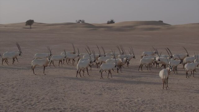 An amazing aerial up close of Oryxes or Arabian antelopes in the Desert Conservation Reserve near the Dubai desert. Drone shoot side angle parallax tracking and chasing animals close up