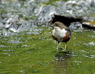 Dipper looking for food in the river