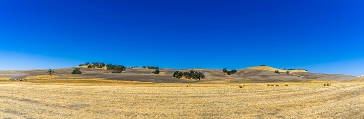 Fototapeta na wymiar Panorama of Field of Hay, bales