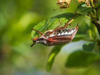 Close-up of cockchafer sitting and eating on plum tree leaf

