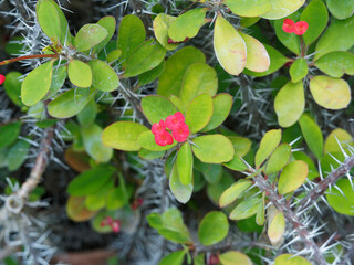 Gros plan sur inflorescence d'euphorbia milii ou couronne d'épines à Madagascar à involucre central jaunâtre entouré de pédoncules rouge vif sur tiges épineuses