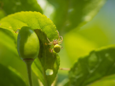 Cucumber green spider on green leaf of plum tree near the unripe green plum fruit