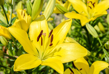 yellow lily flowers in the garden