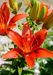 Fototapeta premium orange lily in the garden