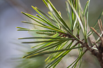 Closeup of green lacewing sitting on the twig of pine tree