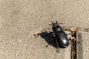 close-up photo of big female stag-beetle ( Lucanus cervus ) on concrete pavement. European stag beetle  is one of the best-known species of stag beetle.