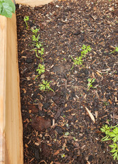 growing carrots from seed in the garden 