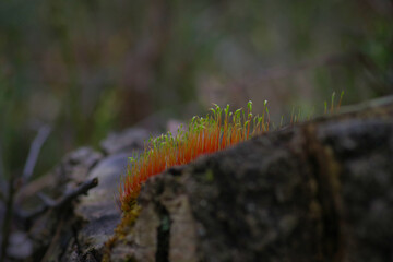 Closeup of colorful red and green moss growing on the old tree stump in the forest
