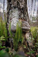 Fresh green interrupted club-moss (stiff clubmoss, Lycopodium annotinum, Spinulum annotinum) growing around the old birch tree trunk. Old fungus on the trunk.